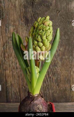 Keimende Zwiebel aus Hyazinthe Nahaufnahme auf einem hölzernen Hintergrund, Frühlingsblumen Stockfoto