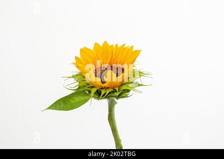 Eine Nahaufnahme einer Sonnenblume, isoliert auf weißem Hintergrund Stockfoto
