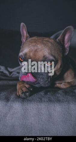 Eine vertikale Aufnahme einer lustigen französischen Bulldogge, die auf dem Bett liegt Stockfoto