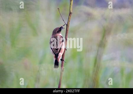 Die Nahaufnahme eines sibirischen Steinechat, der auf dem Ast thront und das Futter im Schnabel hält Stockfoto