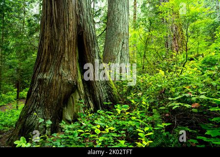 Die grünen Farne Pflanzen und Bäume im John Dean Provincial Park, North Saanich, Vancouver Island, Kanada Stockfoto