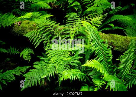 Eine Nahaufnahme von grünen Farnpflanzen im John Dean Provincial Park, North Saanich, Vancouver Island, Kanada Stockfoto