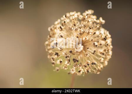 Trockener ornamentaler Lauch, Nahaufnahme, Stockfoto