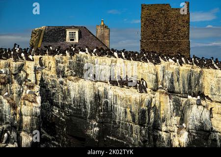 Brownsman Island, Farne Islands, Northumberland, England Stockfoto