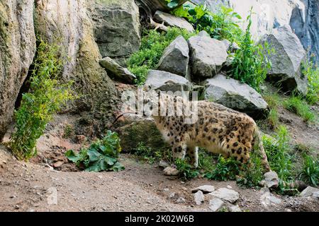 Der Schneeleopard, der in der Nähe von Felsen steht. Panthera uncia. Stockfoto