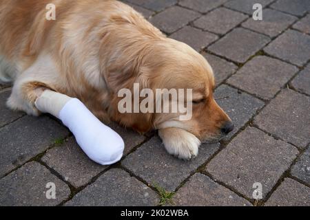 Eine entzückende weibliche goldene Retriever mit einer bandagierten Pfote schlafen direkt nach der Operation Stockfoto