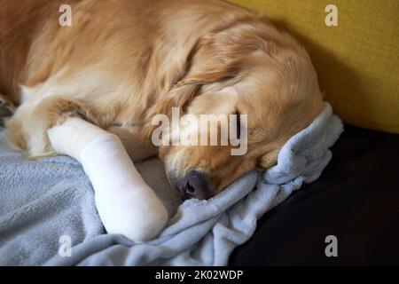 Eine entzückende weibliche goldene Retriever mit einer bandagierten Pfote schlafen direkt nach der Operation Stockfoto