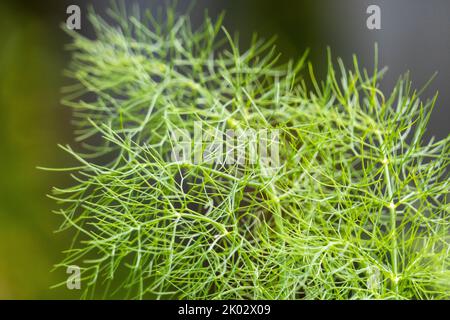 Die Nahaufnahme der grünen Bowiea Volubilis-Pflanze Stockfoto