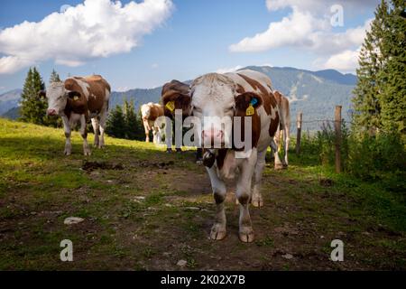 Deutschland, Bayern, Oberbayern, Alpen, Milchkühe auf grüner Bergwiese an einem sonnigen Tag, im Hintergrund die Berge und der blaue Himmel. Eine Kuh schaut auf die Kamera. Stockfoto