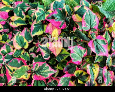 Eine Nahaufnahme von houttuynia cordata 'Chamäleon'. Wunderschönes, farbenfrohes Laub. Stockfoto