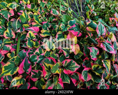 Ein malerischer Blick auf bunte Chamäleonpflanzen Blätter in einem Garten bei Tageslicht Stockfoto