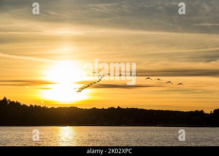 Ein wunderschöner Sonnenuntergang über dem Ekoln-See in Uppsala, Schweden, mit einer Vogelschar am Himmel Stockfoto