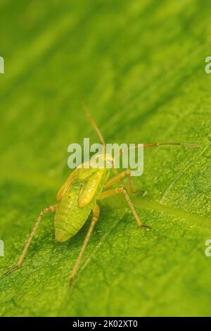 Ein vertikales Makro eines gemeinsamen grünen Capsid-Käfers auf einem Blatt Stockfoto