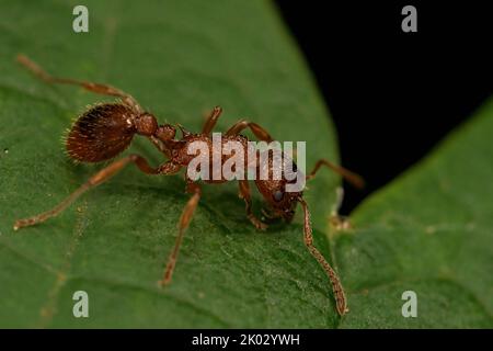 Eine Makroaufnahme von roter Ameise auf grünem Blatt Stockfoto