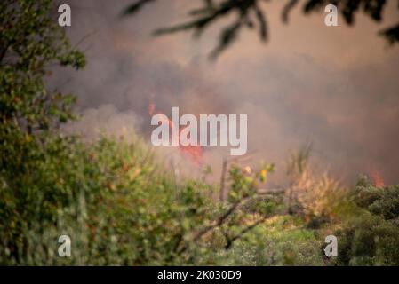 Olivenhain Feuer, Feuer, Steppenfeuer, Cinigiano, Toskana, Italien Stockfoto