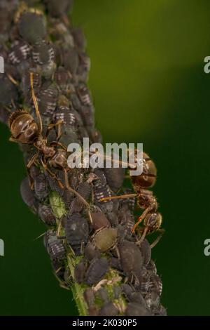 Eine Makroaufnahme von Ameisen und Blattläusen (Aphis fabae) Stockfoto