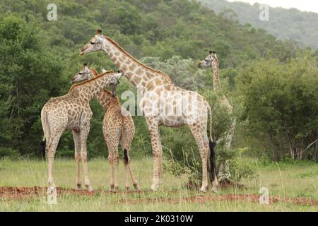 Eine Gruppe entzückender nördlicher Giraffen, die sich auf dem Feld von Pflanzenblättern ernähren Stockfoto