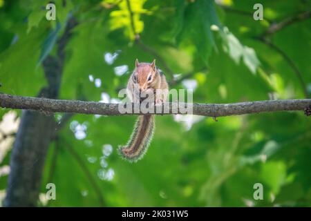 Ein östlicher Streifenhörnchen thront auf einem dünnen Ast auf einem verschwommenen Hintergrund aus Baumblättern Stockfoto