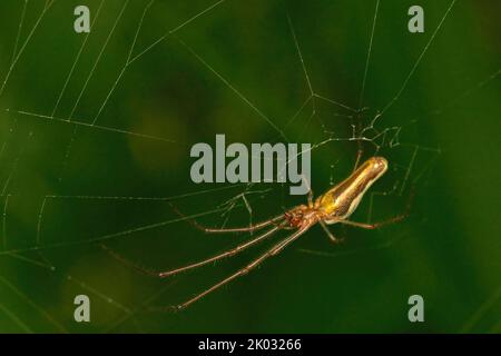 Eine Makroaufnahme einer Tetragnatha montana Spinne auf ihrem Netz mit grün verschwommenem Hintergrund Stockfoto