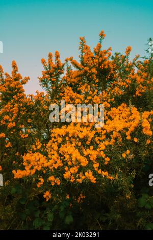Eine wunderschöne Orangenblüte blüht auf dem Baum Stockfoto