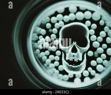Ein Schädel in einer Petrischale Stockfoto
