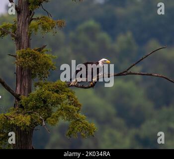 Ein Weißkopfseeadler thronte auf einem hohen Baum Stockfoto