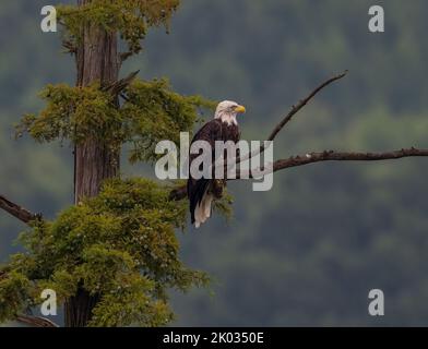Ein Weißkopfseeadler thronte auf einem hohen Baum Stockfoto