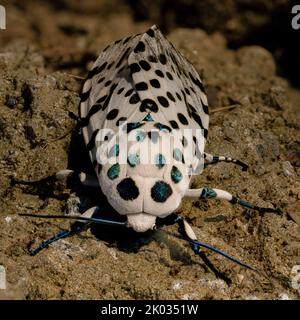 Eine Nahaufnahme von riesigen Leopardenmotten, die auf dem Boden kriechen Stockfoto