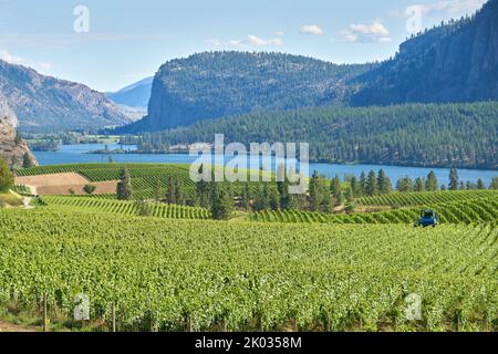 Radtraktor, der in einem Weinberg arbeitet. Ein hochrasaner Traktor, der in einem Weinberg im Okanagan Valley, British Columbia, Kanada, arbeitet. Stockfoto