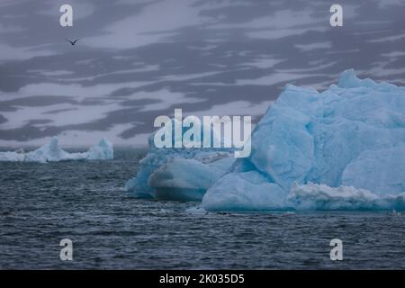 Vor der Küste bei Spitzbergen driftet ein Eisberg. Stockfoto