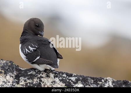 Ein Krabbentaucher auf Spitzbergen. Stockfoto