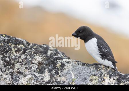 Ein Krabbentaucher auf Spitzbergen. Stockfoto