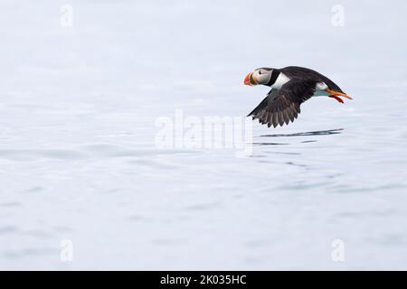 Papageitaucher im Flug auf Spitzbergen. Stockfoto