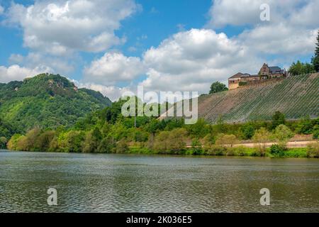 Passagierschiff auf der Saar bei Serrig mit Weingut Würzberg, i.. H. Klause in Kastel-Staadt, Saar, Saartal, Naturpark Saar Hunsrück, Rheinland-Pfalz, Deutschland Stockfoto