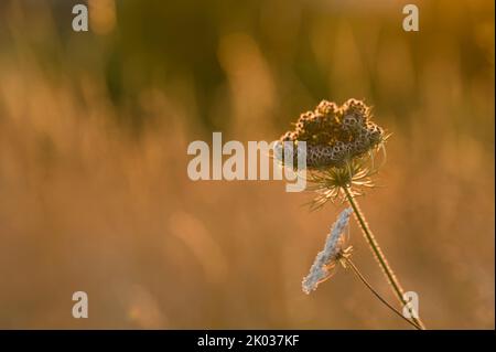 Wildkarotte (Daucus carota), Samenkopf und Blume, Abendlicht, Deutschland Stockfoto