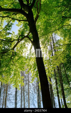 Europa, Deutschland, Nordrhein-Westfalen, Siebengebirge, Waldgebiet, Waldlandschaft, Wald, Mischwald, Bäume, Laubbaum, Buche, Fagus, Fagus sylvatica, grüne, grüne Blätter, Gesund, lebendig, Nadelbaum, Fichte, Picea, Tot, blauer Himmel, kühle Farbtöne, Klimawandel, Baumtod, Tote Bäume, niemand, keine Personen Stockfoto