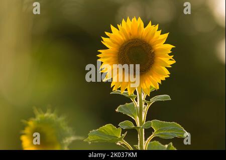 Die Blume einer Sonnenblume (Helianthus annuus) leuchtet im Gegenlicht, Abendlicht, Deutschland Stockfoto