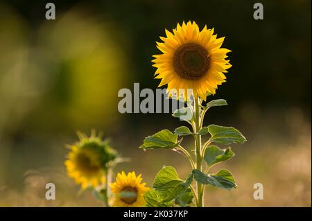 Die Blume einer Sonnenblume (Helianthus annuus) leuchtet im Gegenlicht, Abendlicht, Deutschland Stockfoto