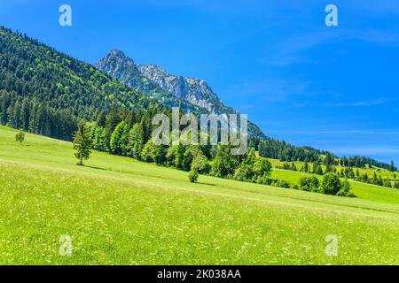 Österreich, Tirol, Kaiserwinkl, Walchsee, Kreis Oed, Almwiese gegen Zahmer Kaiser Stockfoto