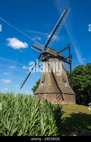 Deutschland, Ahaus, Westmuensterland, Münsterland, Westfalen, Nordrhein-Westfalen, Ahaus-Wuellen, Quantwicker Mühle, Windmühle, Hollaendermühle, Maisanbau Stockfoto