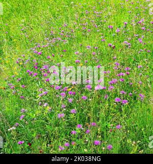 Wiesennase, Centaurea jacea Stockfoto