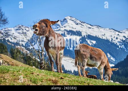 Hausel (Equus asinus asinus), Berge, Aurach Game Park, Europa Stockfoto