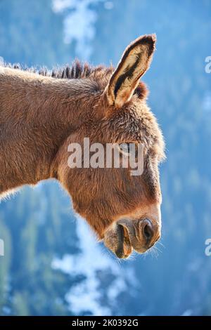 Hausel (Equus asinus asinus), Berge, Aurach Game Park, Europa Stockfoto