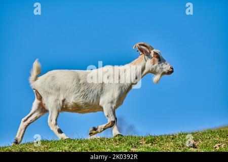 Hausziege (Capra aegagrus hircus) auf einer Wiese, Bergen, Wildpark Aurach, Kitzbhl, Österreich, Europa Stockfoto