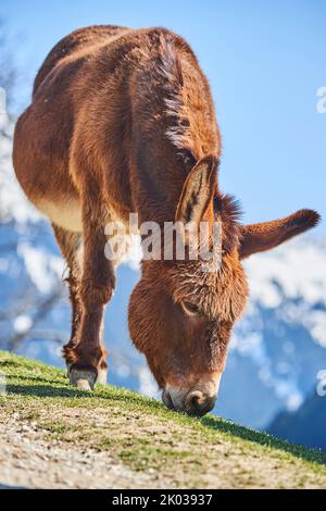 Hausel (Equus asinus asinus), Berge, Aurach Game Park, Europa Stockfoto