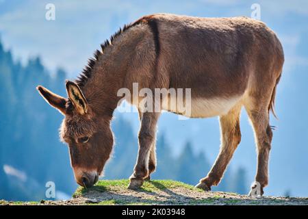 Hausel (Equus asinus asinus), Berge, Aurach Game Park, Europa Stockfoto