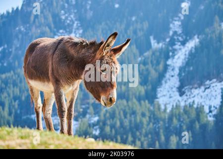 Hausel (Equus asinus asinus), Berge, Aurach Game Park, Europa Stockfoto