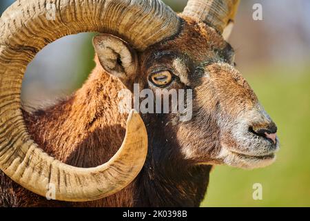 Europäischer Mufflon (Ovis aries musimon) in den Alpen, RAM, Aurach Game Park, Europa Stockfoto