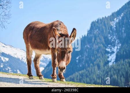 Hausel (Equus asinus asinus), Berge, Aurach Game Park, Europa Stockfoto