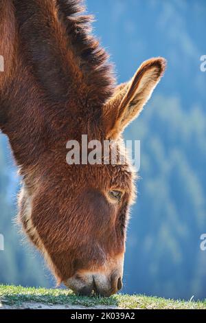 Hausel (Equus asinus asinus), Berge, Aurach Game Park, Europa Stockfoto